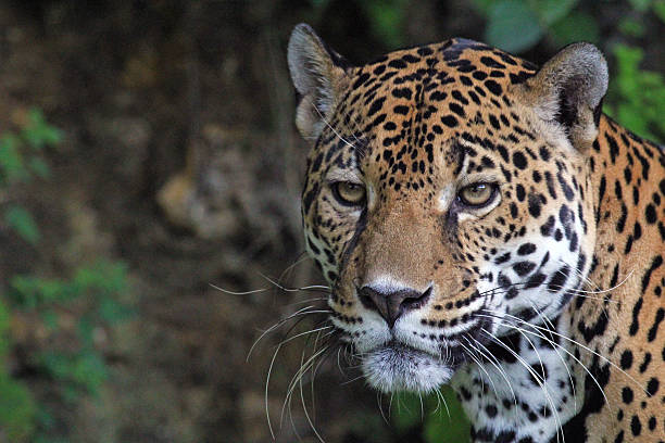 istock Jaguar in Guatemalan jungle 533698187