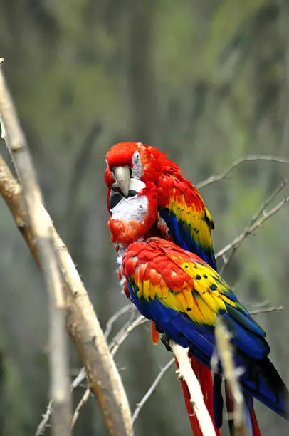 Two Colorful Parrots on a Tree Branch with Their Beaks Hooked Together