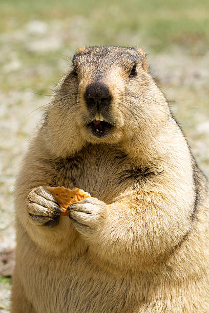 istock Funny Himalayan marmot (groundhog) with bisquit on the meadow 533698949