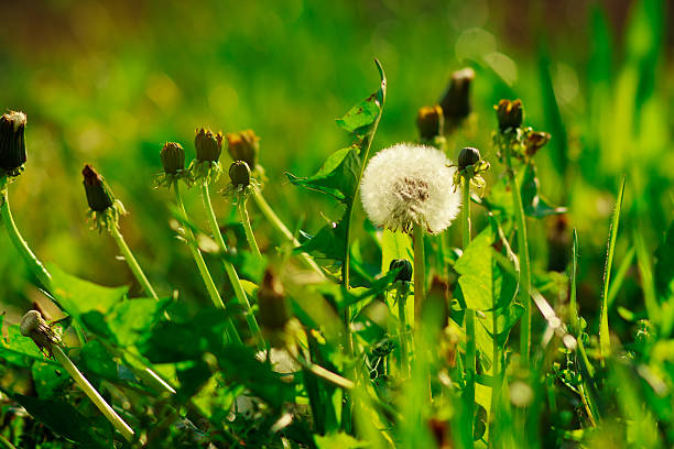 löwenzahn grün hintergewachsen gerb gras, sommer, frühling - backgrownd stock-fotos und bilder