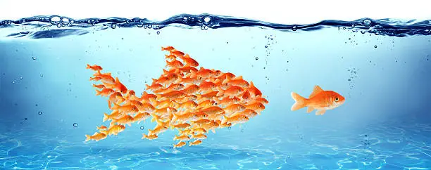 goldfish grouped learning from the largest fish