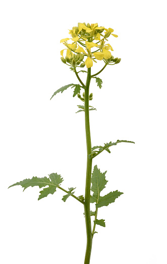 Mustard flowers isolated on white background