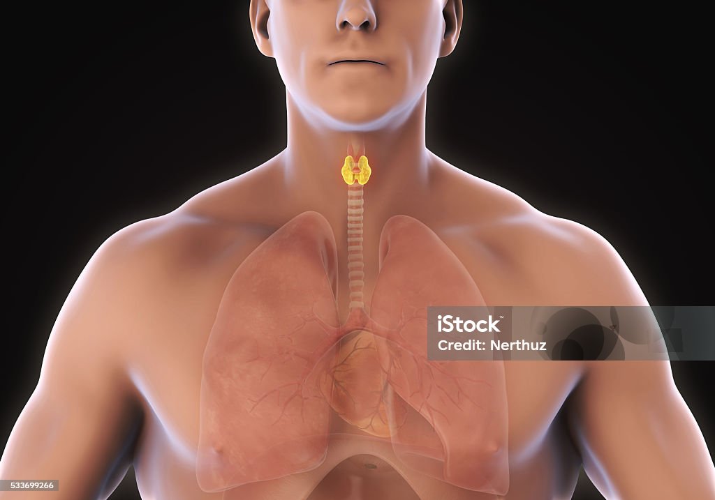 Homme Glande thyroïde - Photo de Anatomie libre de droits