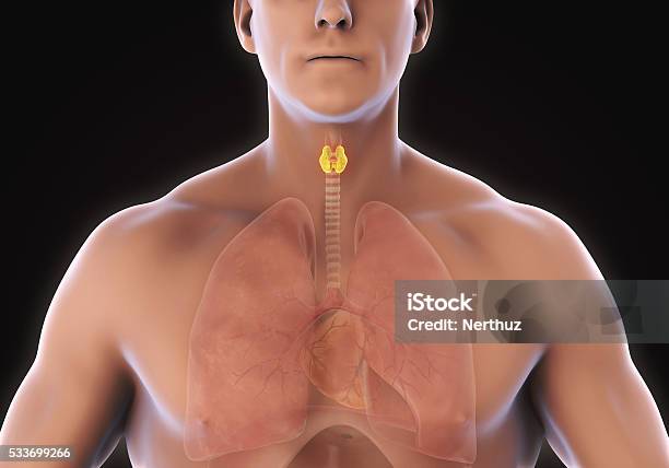 Photo libre de droit de Homme Glande Thyroïde banque d'images et plus d'images libres de droit de Anatomie - Anatomie, Cancer, Cartilage cricoïde