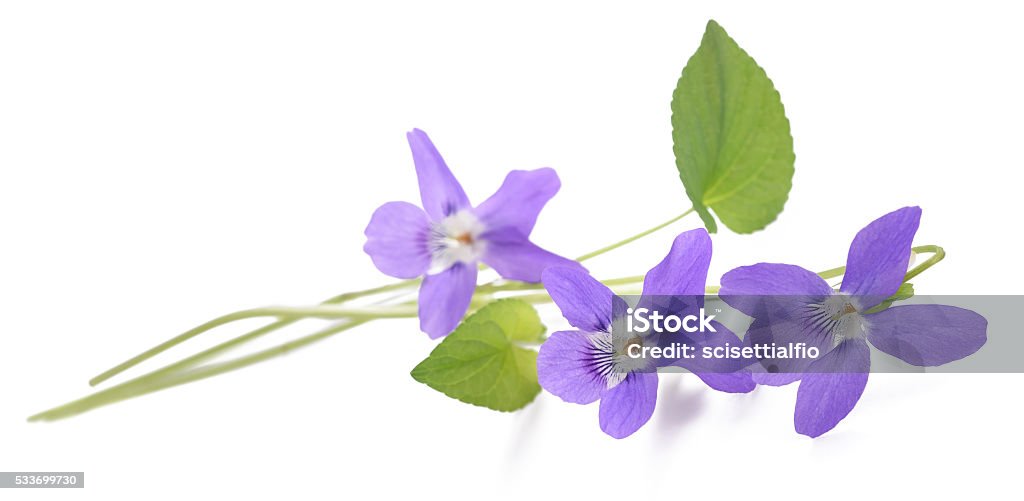 Violet sweet violet, viola  isolated on white background African Violet Stock Photo