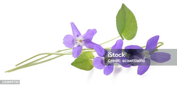Violet Stock Photo - Download Image Now - African Violet, Violet - Flower, Leaf