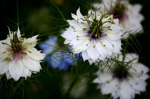White nigella flowers