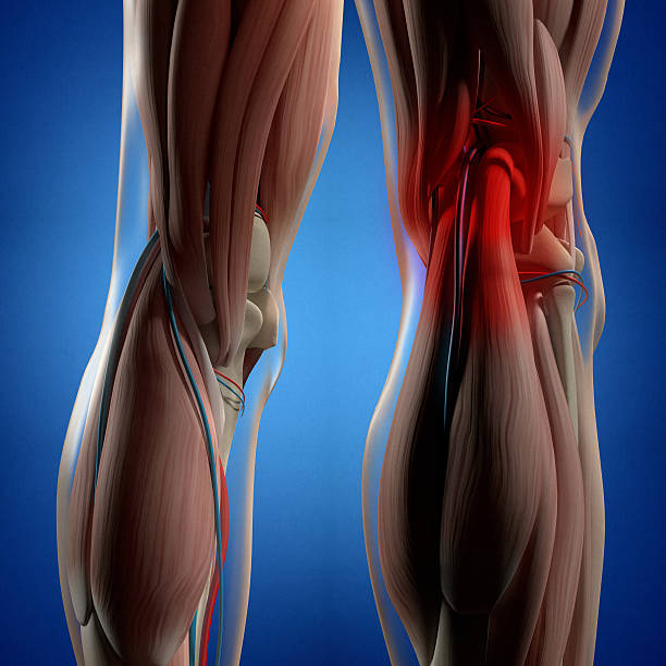 Human anatomy. Back of legs, calf muscles, knees, 3d illustration. stock photo