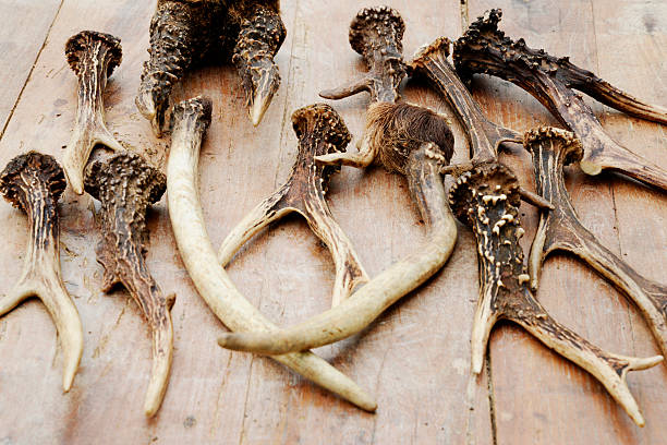 istock Several antlers on a wooden background 533701812