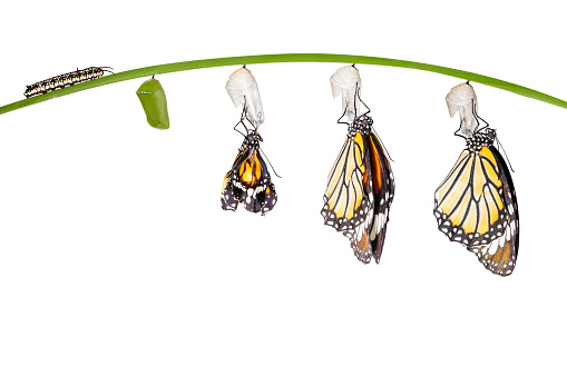 Transformation of common tiger butterfly emerging from cocoon isolated on white with clipping path
