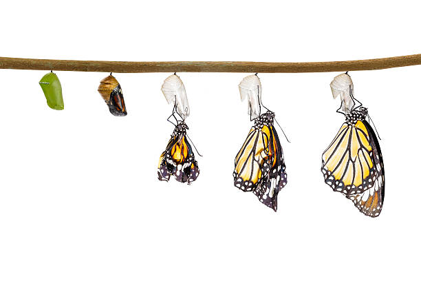 istock Transformation of common tiger butterfly emerging from cocoon on 533702146