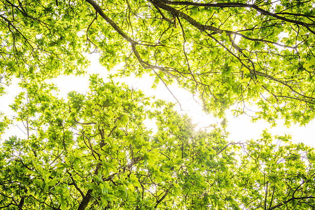istock Summer tree new leaves - looking up 533704118