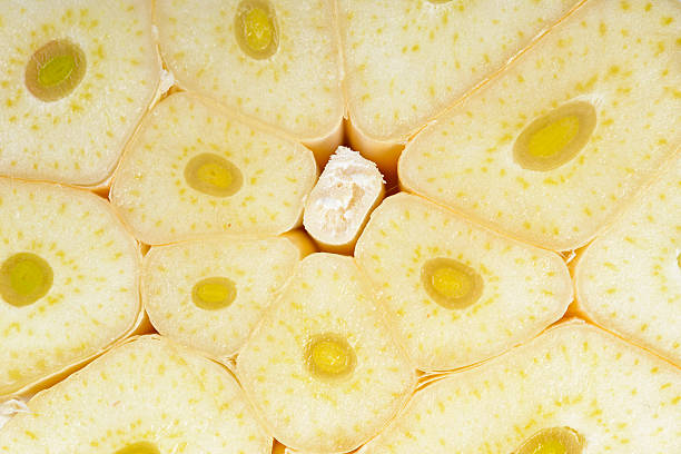 Macro close up of a garlic bulb cross section with multiple garlic cloves in a pattern.