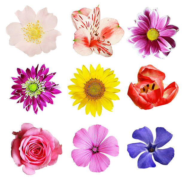 istock Set of colorful flowers 533704790