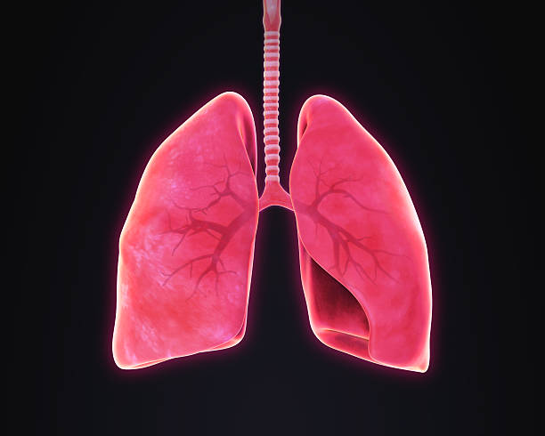 istock Lungs and Bronchi Anatomy 533704994