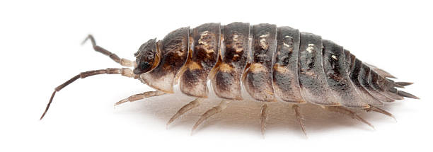 istock Common woodlouse, Oniscus asellus, in front of white background 533705300