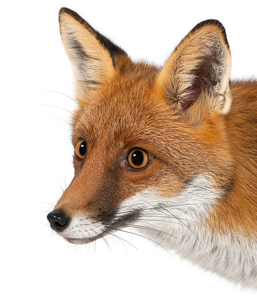 istock Red fox, Vulpes vulpes, 4 years old, against white background 533705384