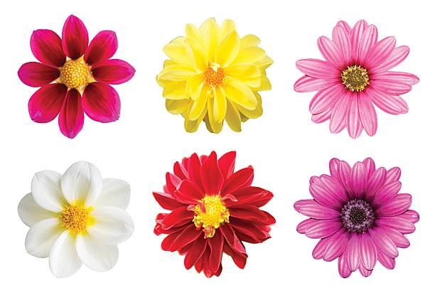 istock collection chrysanthemum isolated on white background 533705630
