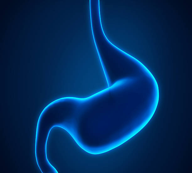 Human Stomach Anatomy Illustration. 3D render