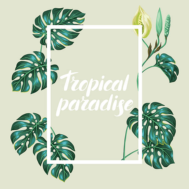 illustrazioni stock, clip art, cartoni animati e icone di tendenza di telaio con monstera foglie. decorativo immagine di vegetazione tropicale e - cheese plant leaf tree park