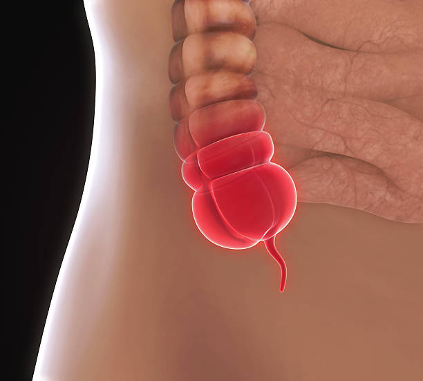 Appendix Pain Illustration Appendix Pain Illustration. 3D render human duodenum stock pictures, royalty-free photos & images