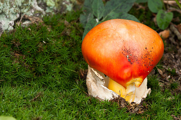 Young Caesar's Mushroom in autumn forest Young Caesar's Mushroom in autumn forest amanita caesarea stock pictures, royalty-free photos & images