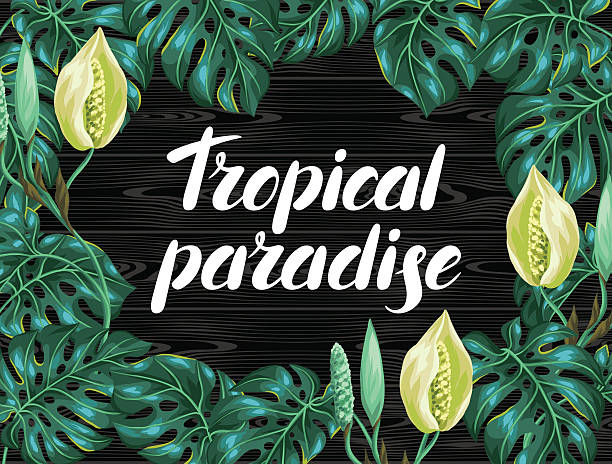 illustrazioni stock, clip art, cartoni animati e icone di tendenza di sfondo con foglie di monstera. decorativo immagine di vegetazione tropicale e - cheese plant leaf tree park