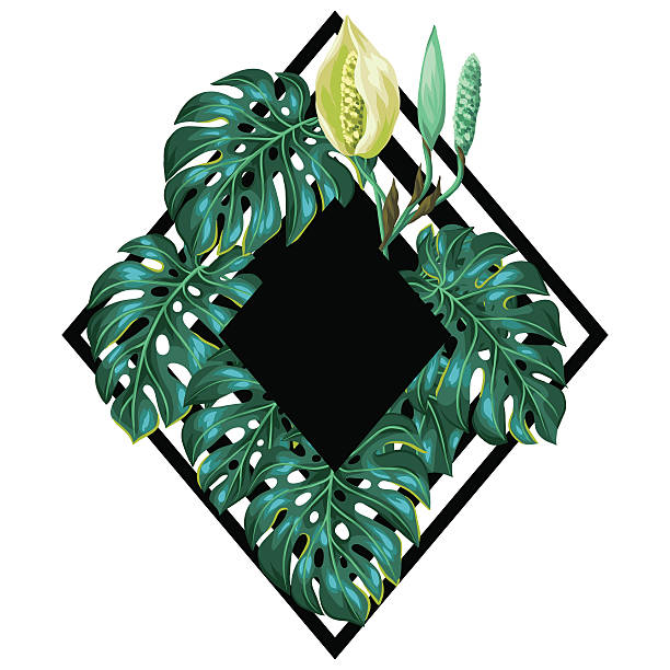 illustrazioni stock, clip art, cartoni animati e icone di tendenza di sfondo con foglie di monstera. decorativo immagine di vegetazione tropicale e - cheese plant leaf tree park