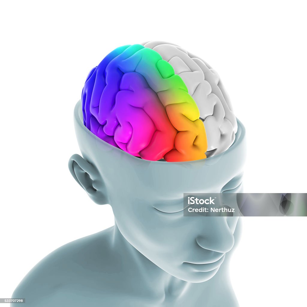 Gauche et droite du cerveau humain anatomie - Photo de Anatomie libre de droits