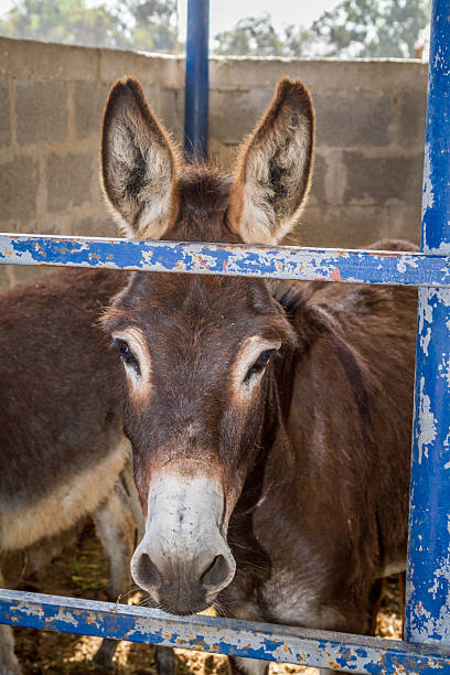 istock The domesticated donkey standing in the corral 533708178