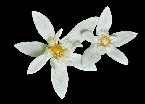 A close up of the two flowers edelweiss (Leontopodium pallibinianum). Isolated on black.