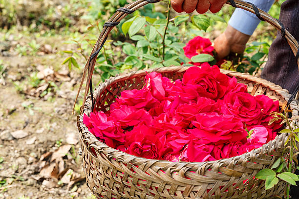 istock Farmer picking champagne roses on the farm 533708304