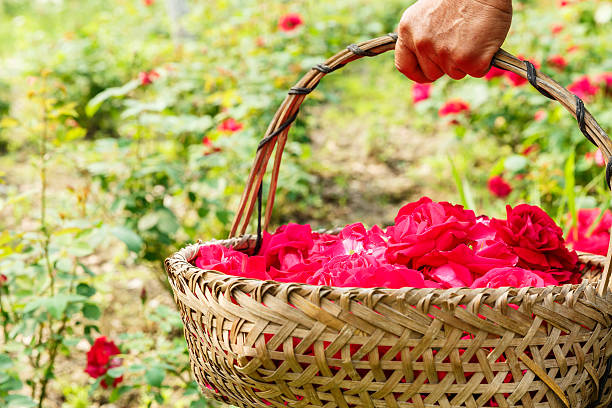istock Farmer picking champagne roses on the farm 533708694
