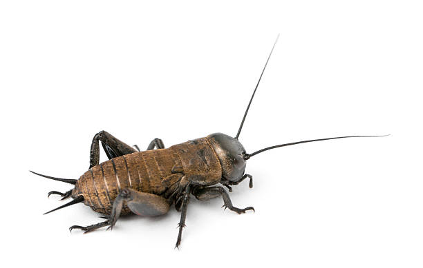istock Mediterranean field cricket - Gryllus bimaculatus 533708740