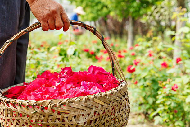 istock Farmer picking champagne roses on the farm 533708818