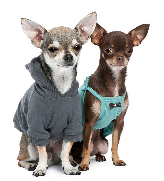 istock Chihuahuas dressed up in front of white background 533709058