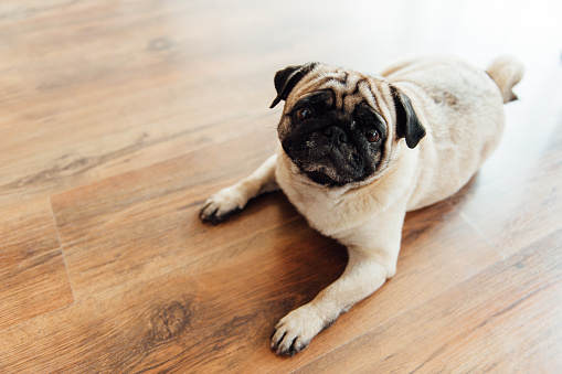 Pug on a wooden floor with an expressive face looking at the camera .