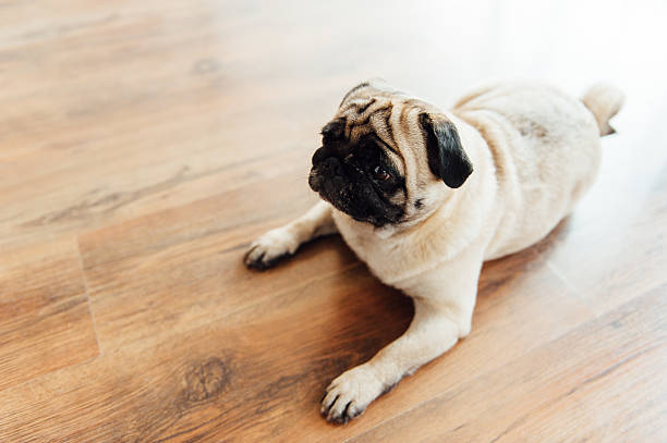 istock Pug on a wooden floor looking at the camera . 533709096