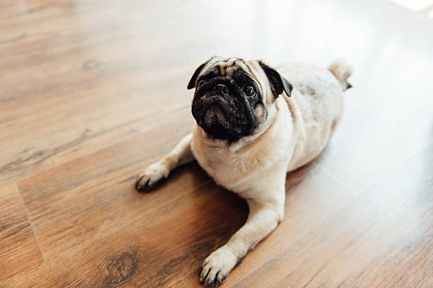 istock Pug on a wooden floor looking at the camera . 533709112