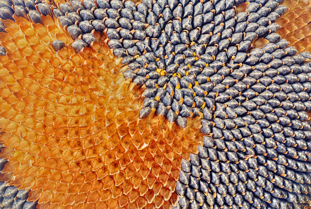 istock Sunflower and seeds 533709170