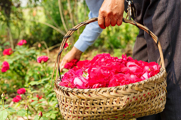 istock Farmer picking champagne roses on the farm 533709202