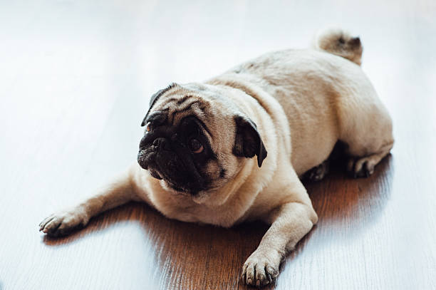 istock Pug on a wooden floor looking at the camera . 533709326