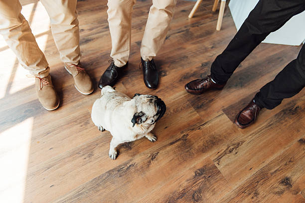 istock Pug on a wooden floor looking at the camera . 533709382