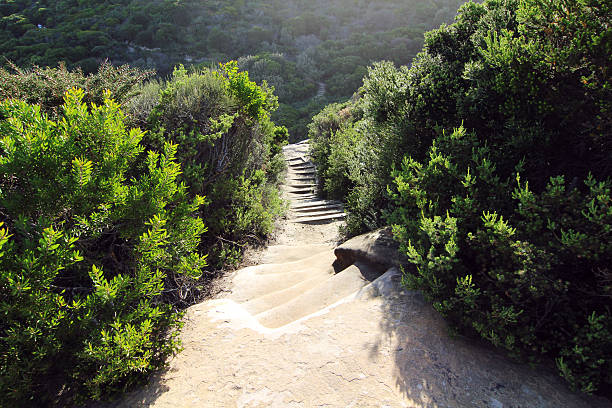 hiking path at royal national park sydney