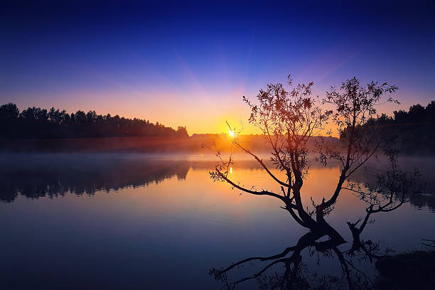 istock Lonely tree growing in a pond at sunrise 533710398