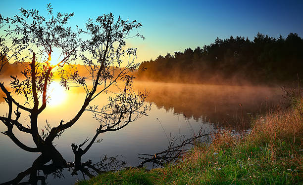 istock Lonely tree growing in a pond at sunrise 533710512