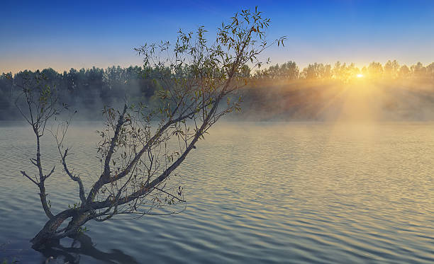 istock Lonely tree growing in a pond at sunrise 533710848