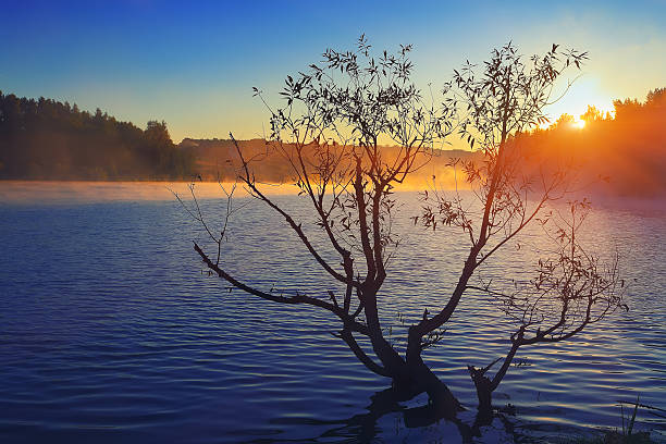 istock Lonely tree growing in a pond at sunrise 533711010