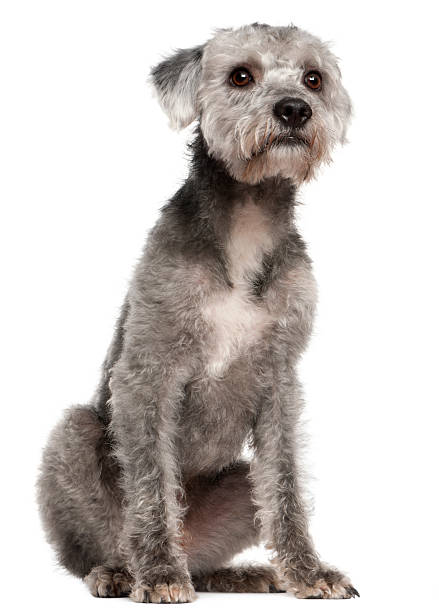 istock Mixed-breed dog, 1 year old, sitting 533711260
