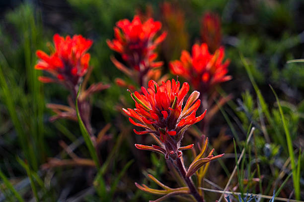 istock Red Desert Indian Paintbrush 533711832